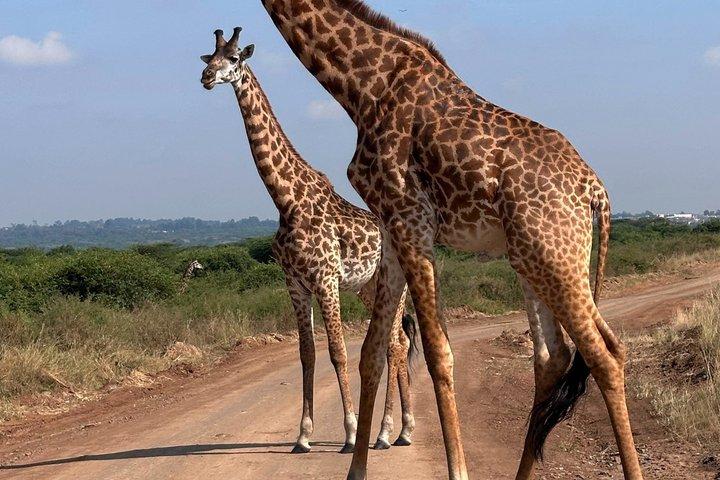 ナイロビ発マサイマラ4×4サファリ