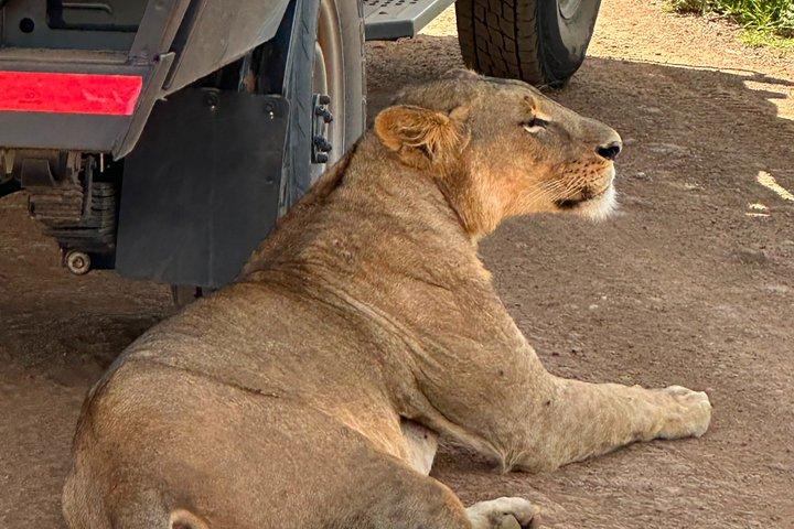 ナイロビ発マサイマラ4×4サファリ