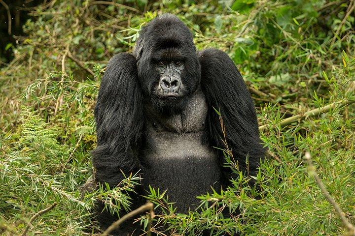 One Day Gorilla Trekking Tour in Volcanoes National Park Rwanda