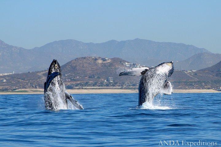 Cabo walvissen spotten en snorkelen Tour Combo
