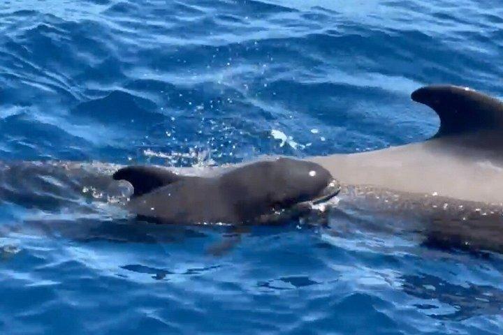 テネリフェ島でのホエールウォッチング・エコヨットツアー