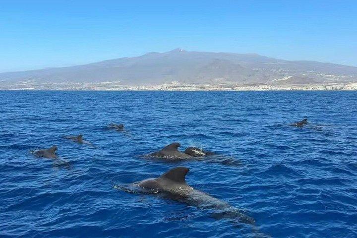 テネリフェ島でのホエールウォッチング・エコヨットツアー