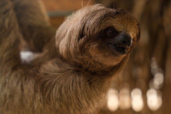 Roatan Private Excursion, Monkey & Sloth Sanctuary & Beach Break