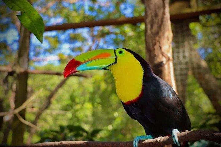 Roatan Private Excursion, Monkey & Sloth Sanctuary & Beach Break