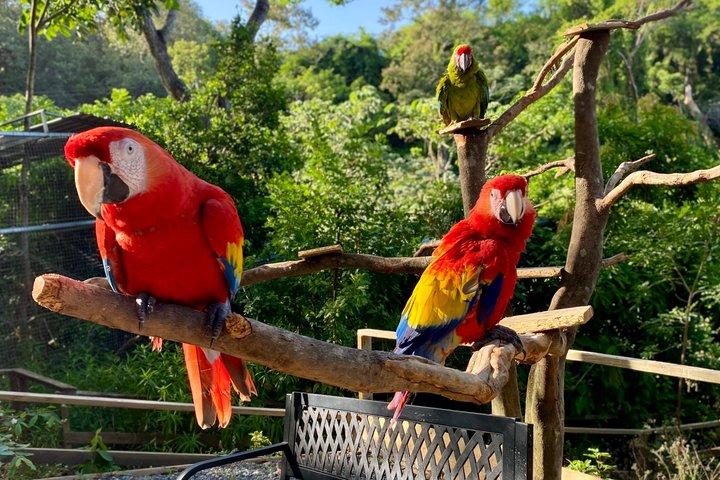 Roatan Private Excursion, Monkey & Sloth Sanctuary & Beach Break