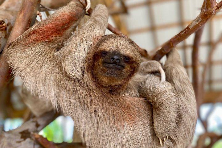 Roatan Private Excursion, Monkey & Sloth Sanctuary & Beach Break