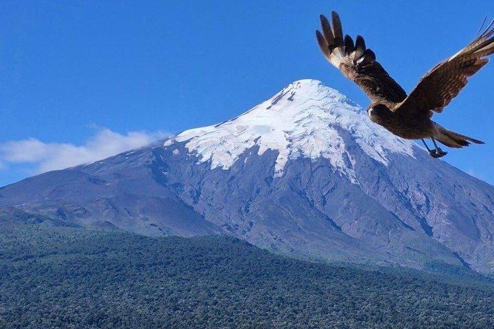 Puerto Varas Private Excursion: Petrohué Falls, Lake & Lunch