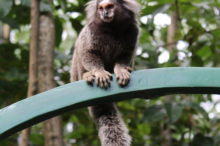 Rio Nature Escape Tijuca Forest Private Experience