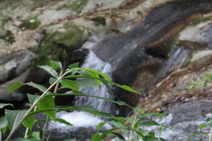 Rio Nature Escape Tijuca Forest Private Experience