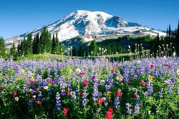 From Seattle to Mt Rainer with Sprinter Van Shared Tour