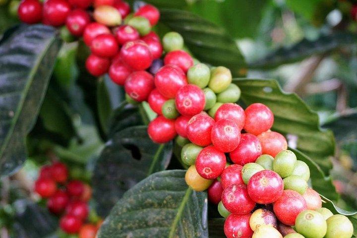Mexican Specialty Coffee Tasting with Barista Daniel Frank