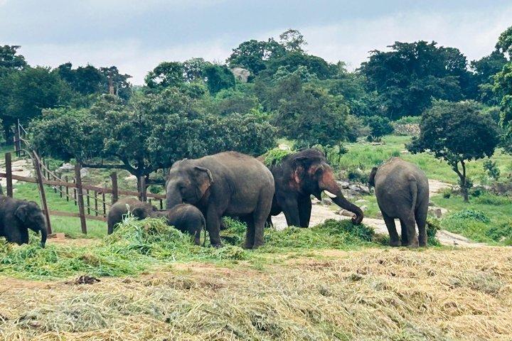 Bannerghatta Dawn Jungle Walk and Safari from Bangalore