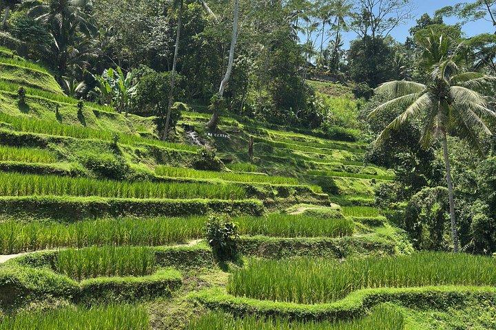 Ubud Private Trip: Bali Swing, Hidden Waterfall & Sacred Temple