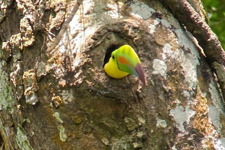 Bird watching in Curicancha Reserve Monteverde