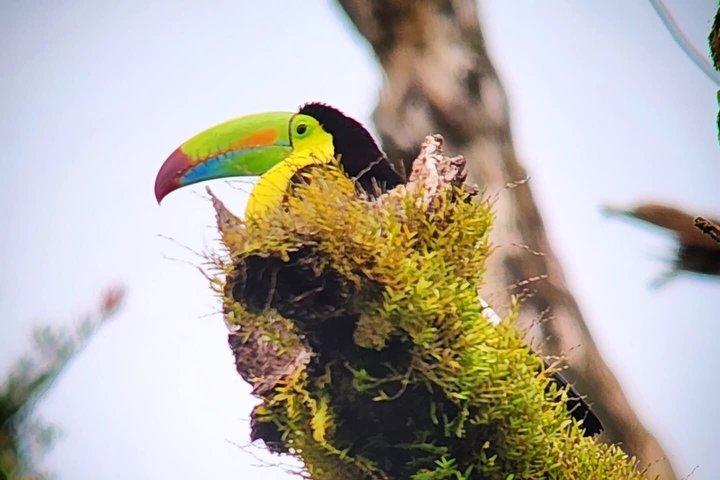 Bird watching in Curicancha Reserve Monteverde
