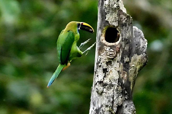 Bird watching in Curicancha Reserve Monteverde
