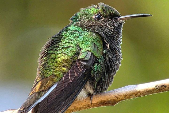 Bird watching in Curicancha Reserve Monteverde