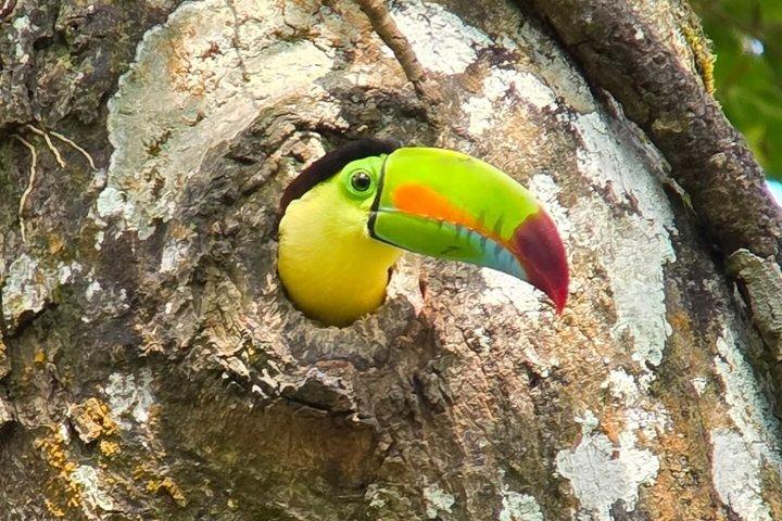 Bird watching in Curicancha Reserve Monteverde