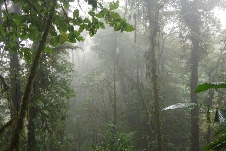 Bird watching in Curicancha Reserve Monteverde