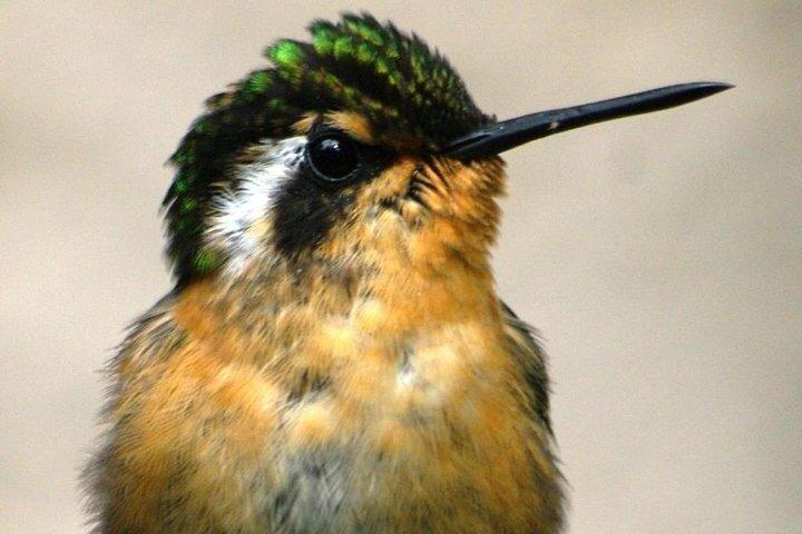 Bird watching in Curicancha Reserve Monteverde