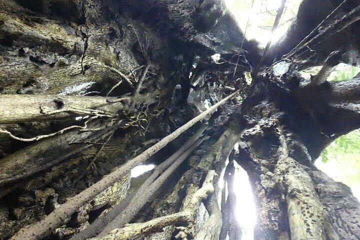 Bird watching in Curicancha Reserve Monteverde