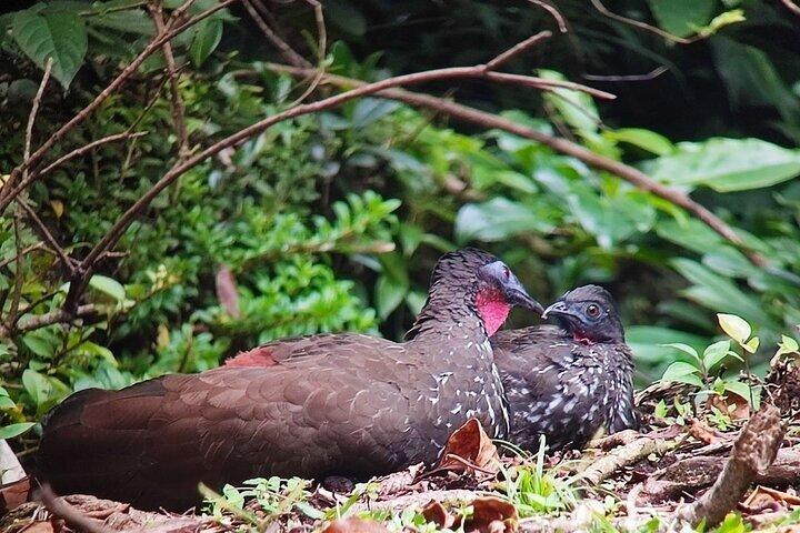 Bird watching in Curicancha Reserve Monteverde