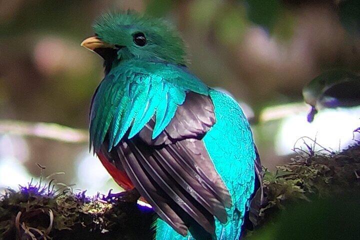 Bird watching in Curicancha Reserve Monteverde