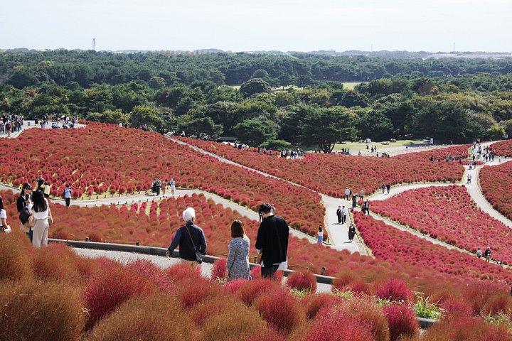 Private Day Tour in Hitachinaka Seaside and Ashikaga Flower Park