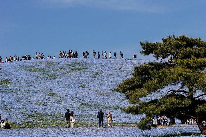 ひたちなか海浜とあしかがフラワーパークでプライベート日帰りツアー