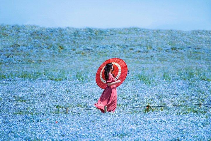ひたちなか海浜とあしかがフラワーパークでプライベート日帰りツアー