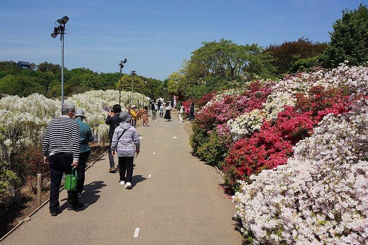 ひたちなか海浜とあしかがフラワーパークでプライベート日帰りツアー