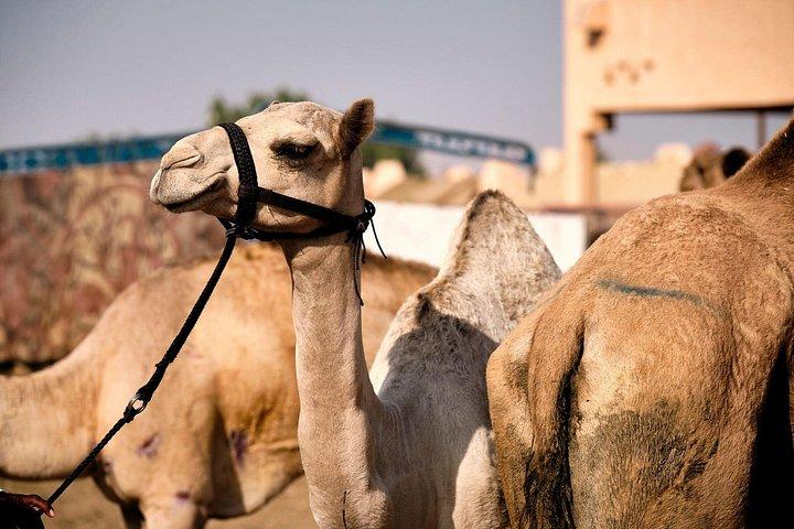 Full Day Al Ain City Tour with Lunch