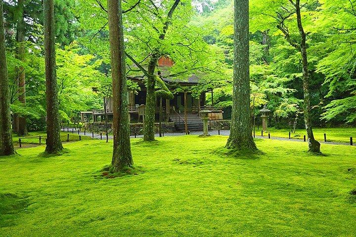 京都三千院と貴船神社、瑠璃光をプライベートで巡るツアー