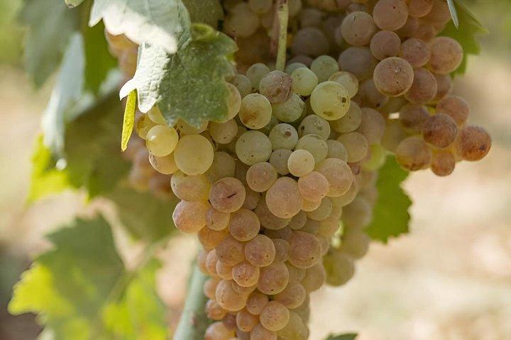 Vernaccia di San Gimignano-ervaring