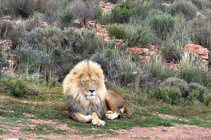 Aquila Big 5 Safari and Wine Tasting Day Tour – From Cape Town