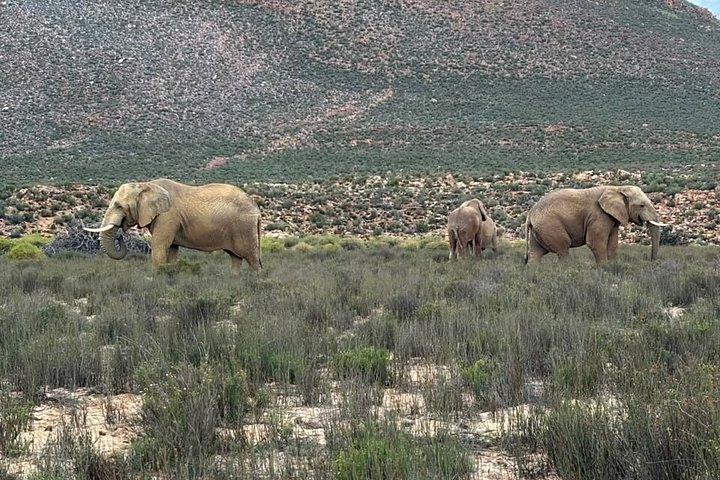 Aquila Big 5 Safari and Wine Tasting Day Tour – From Cape Town