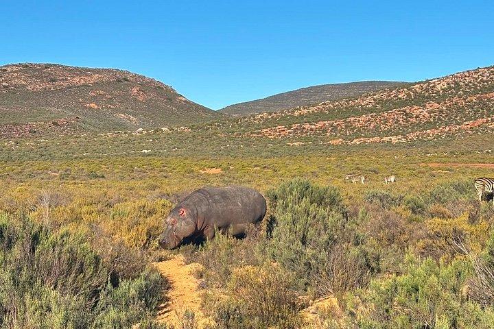 Aquila Big 5 Safari and Wine Tasting Day Tour – From Cape Town