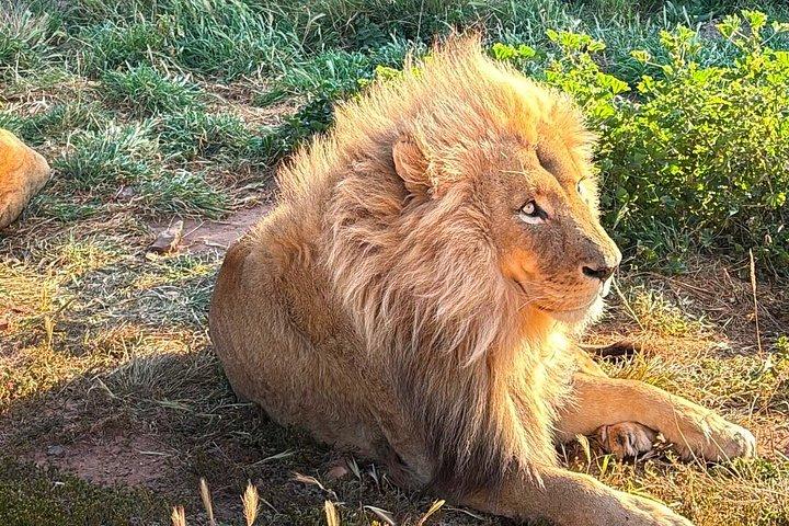 Aquila Big 5 Safari and Wine Tasting Day Tour – From Cape Town