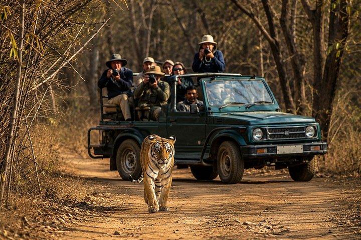 10 - デイ・インディア・ワイルドライフ・ツアー：ヒョウ、トラ、タージ・マハル