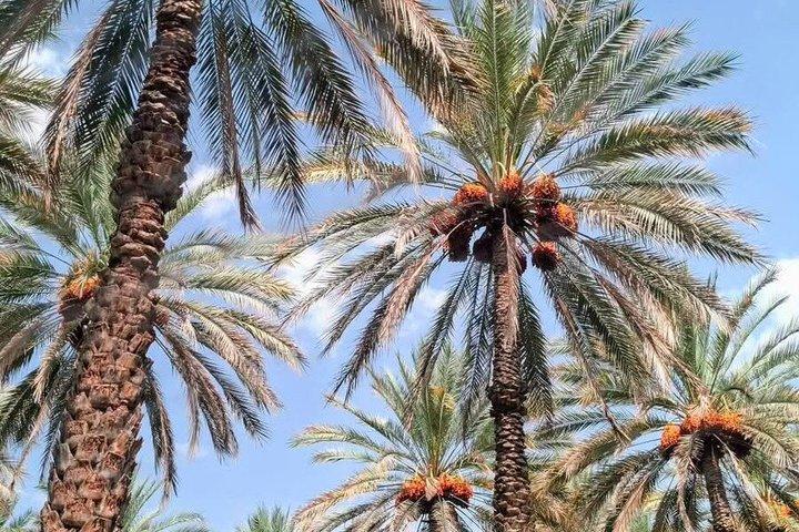 Excursão compartilhada de Nizwa e Jebel Akhdar a partir de Muscat
