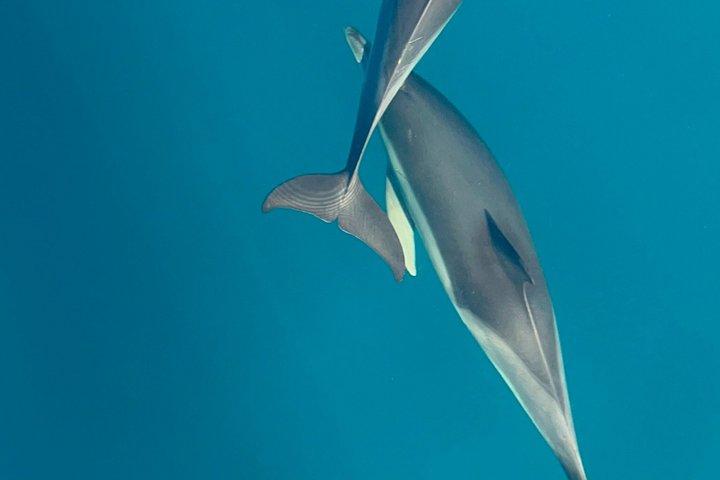 ベナルマデナのイルカウォッチングボート、シュノーケリング、ドリンク付き