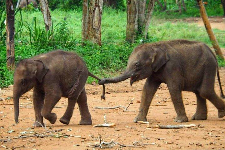 Private Day trip to Kandy and Pinnawala from Colombo Negombo