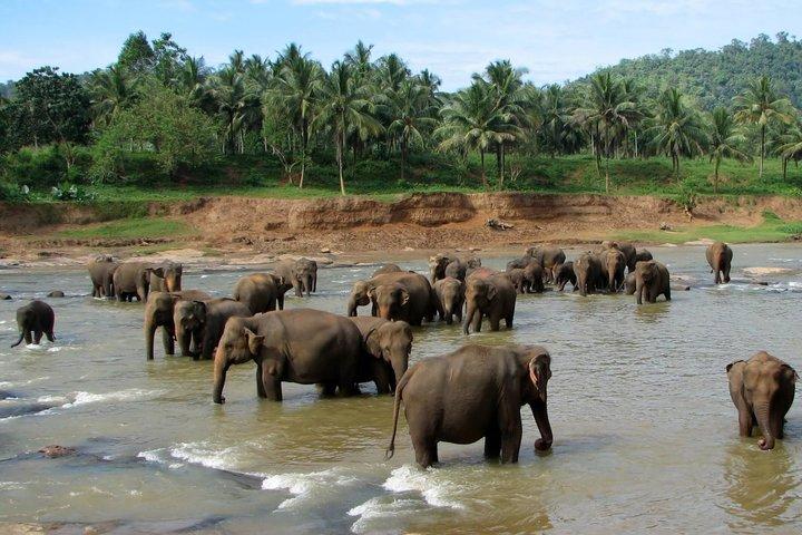Gita di un giorno a Kandy e Pinnawala da Colombo Negombo