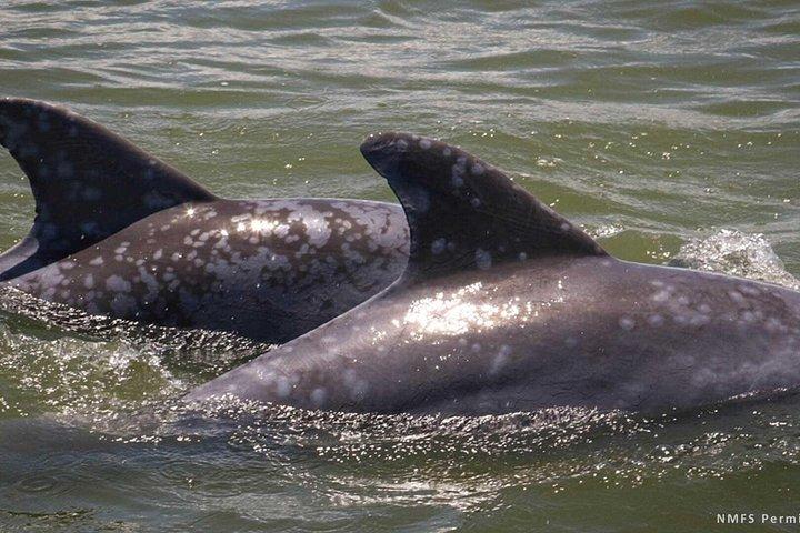 Island Dolphin Tours