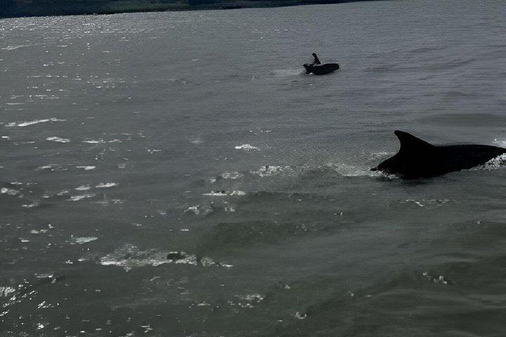Island Dolphin Tours