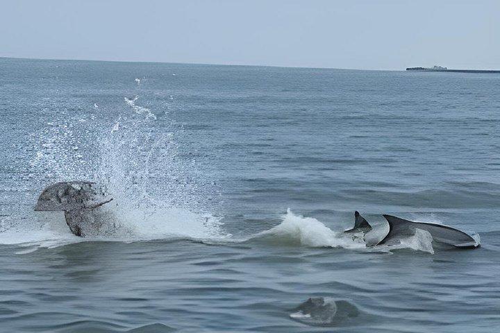 Island Dolphin Tours