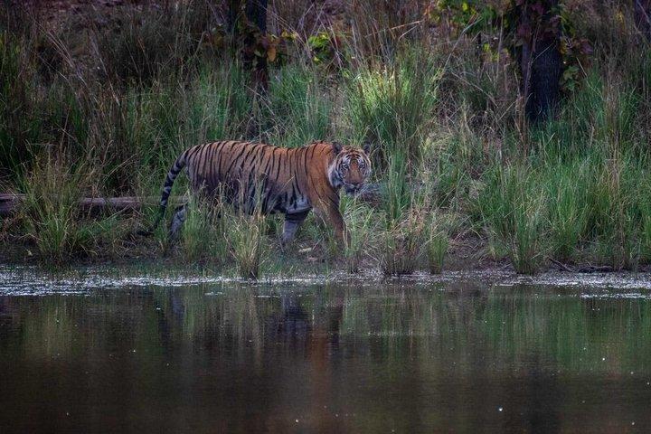 Tagesausflug nach Ranthambore Tiger Safari ab Jaipur