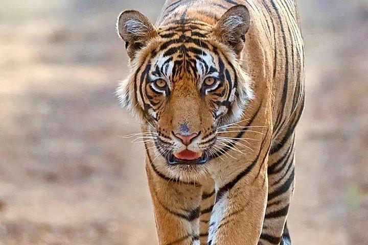 Tagesausflug nach Ranthambore Tiger Safari ab Jaipur