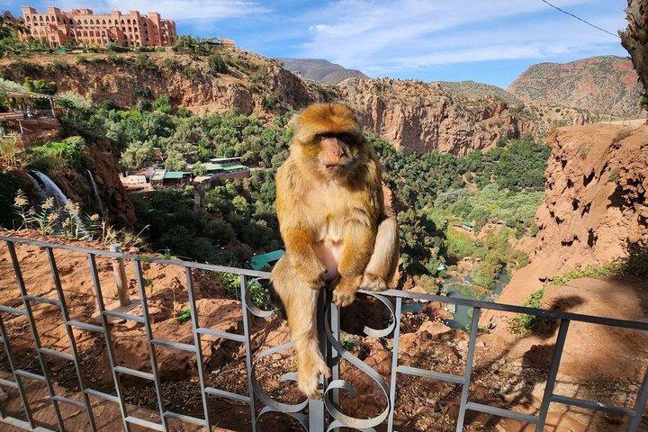ウーズー滝日帰りツアー-マラケシュからウーズーへの日帰りツアー