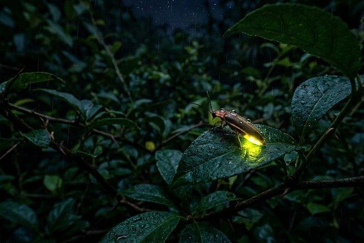 アレナル・カウティバコスタリカホタル体験